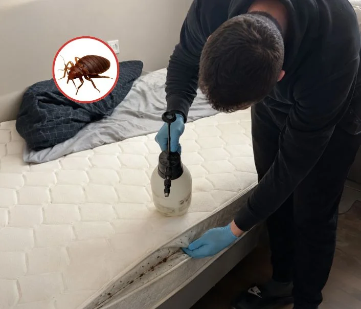Technicien traitant un matelas contre les punaises de lit à Auteuil